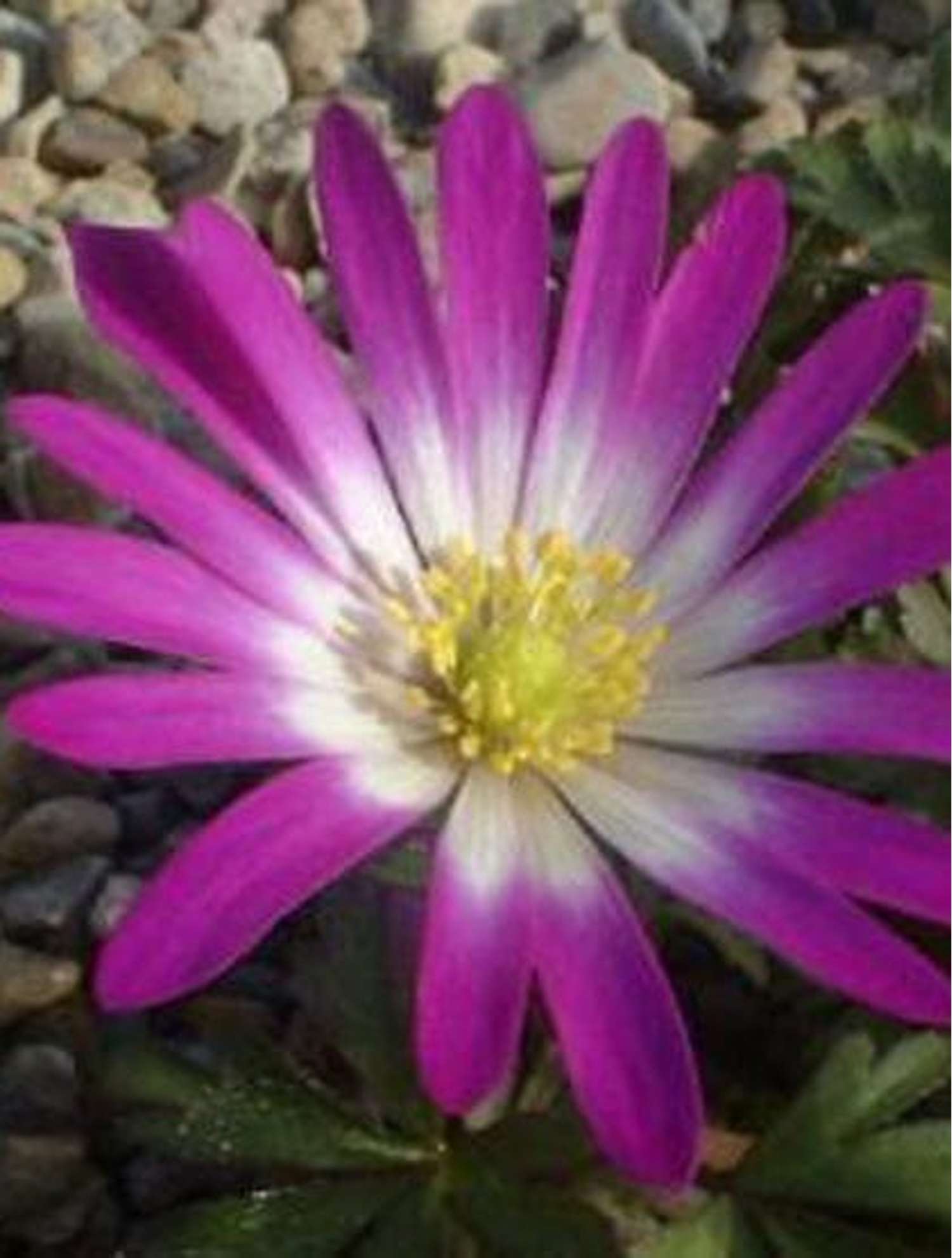 Anemone 'Rosea
